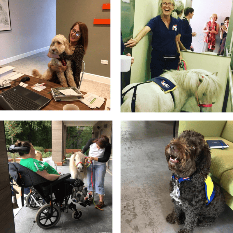 Animal Assisted Therapy at STEPS - STEPS Rehabilitation