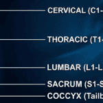 A graphic of a spinal cord